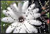 Photo Pages